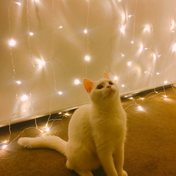 螢幕快照 2017-12-05 下午2.12.18