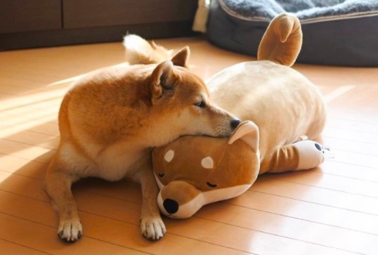 螢幕快照 2017-12-11 上午10.55.43