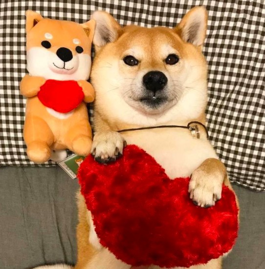 螢幕快照 2017-12-11 上午10.56.05