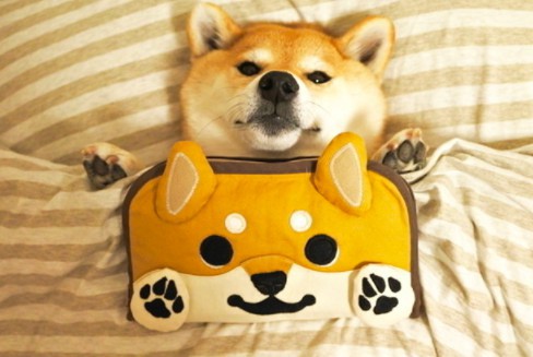 螢幕快照 2017-12-11 上午10.56.11