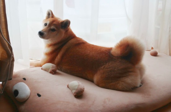 螢幕快照 2017-12-11 上午10.57.45