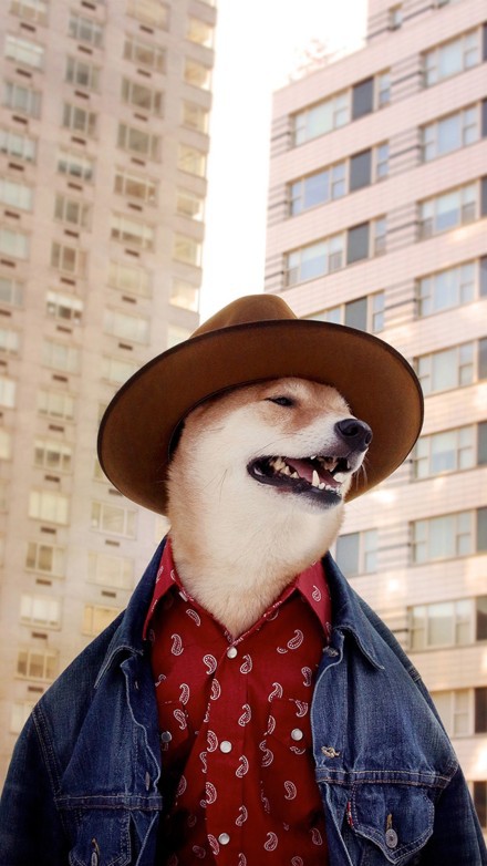 006XbVtFly1fklpd18g77j30u01hcdpp