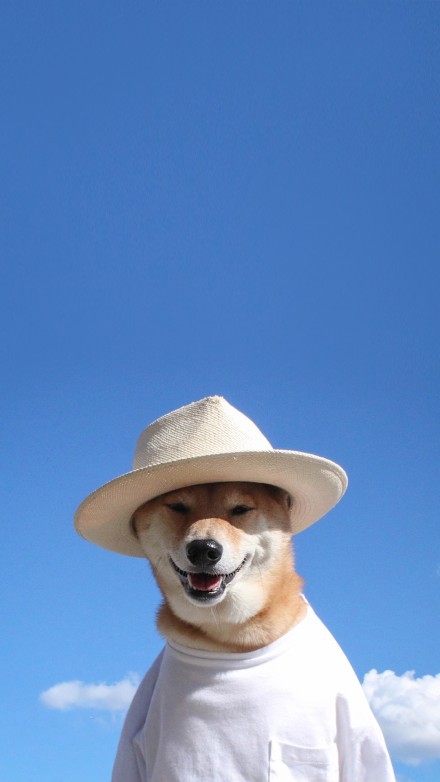 006XbVtFly1fklpd7z9n9j30u01hc45z