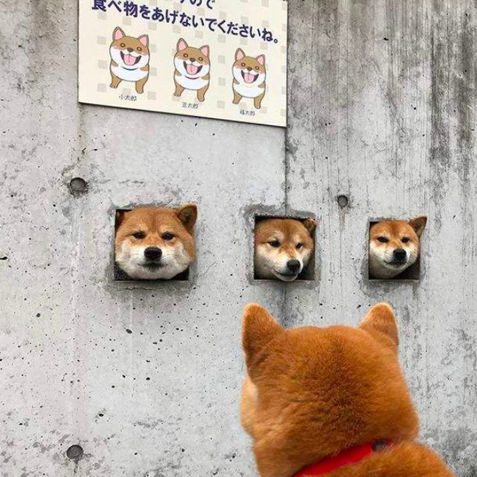 螢幕快照 2018-02-12 下午7.48.06