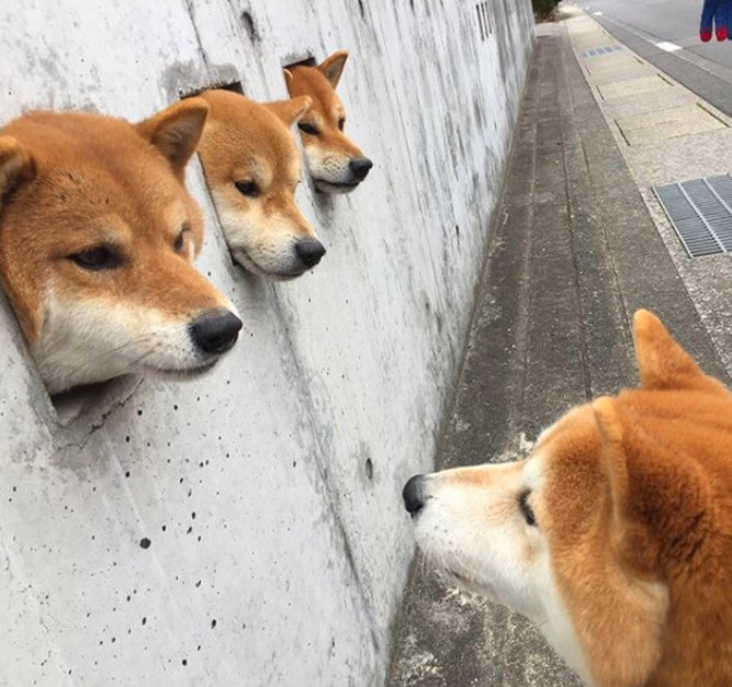 螢幕快照 2018-02-12 下午7.48.23