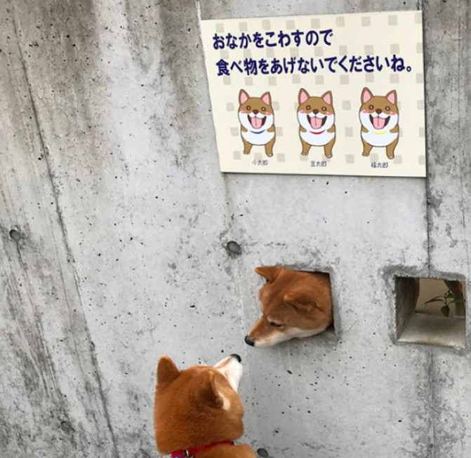 螢幕快照 2018-02-12 下午7.50.14