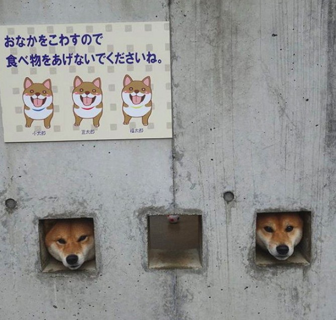 螢幕快照 2018-02-12 下午7.50.41