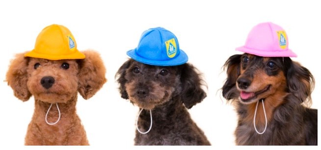 螢幕快照 2018-02-27 下午12.17.14