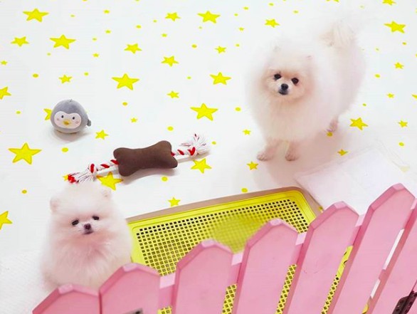 螢幕快照 2018-03-06 下午12.52.48