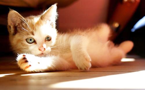 0Y8ptlAfSKZAg48scT5soltQNFglvrWeF8t06WcXV74w1516505613074