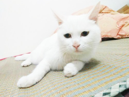 4A4ypWNLLKVaGAtWqZifNH5F9aX9BqcALpZx4IVKMmwQv1516505613074