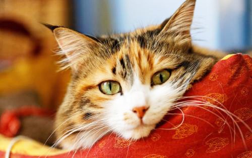 HjkAxk8r2i5Xb5VUkpK5UvLarx6NCZsj6af213M2ycBYv1516505613074