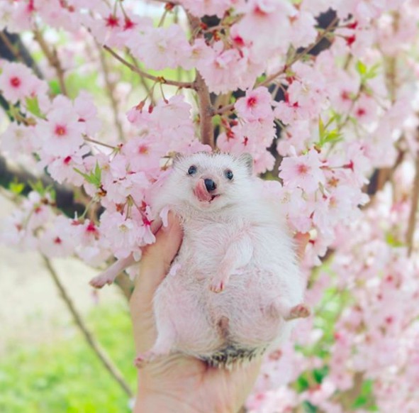 螢幕快照 2018-04-09 上午11.11.11