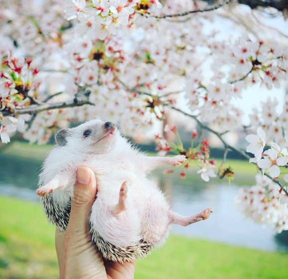 螢幕快照 2018-04-09 上午11.11.18