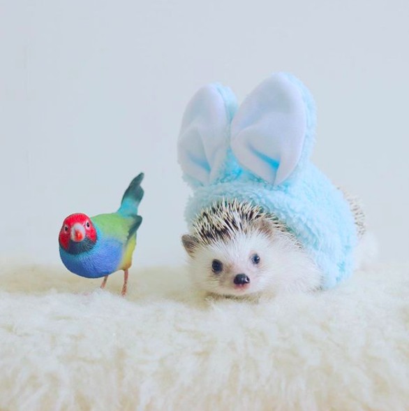 螢幕快照 2018-04-09 上午11.11.30