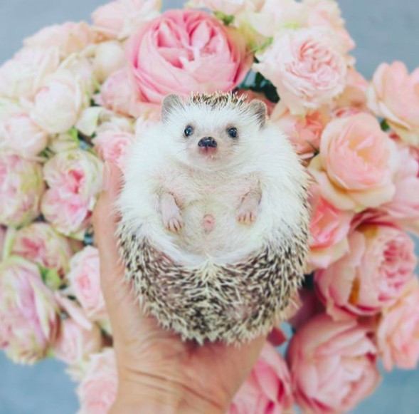 螢幕快照 2018-04-09 上午11.15.32