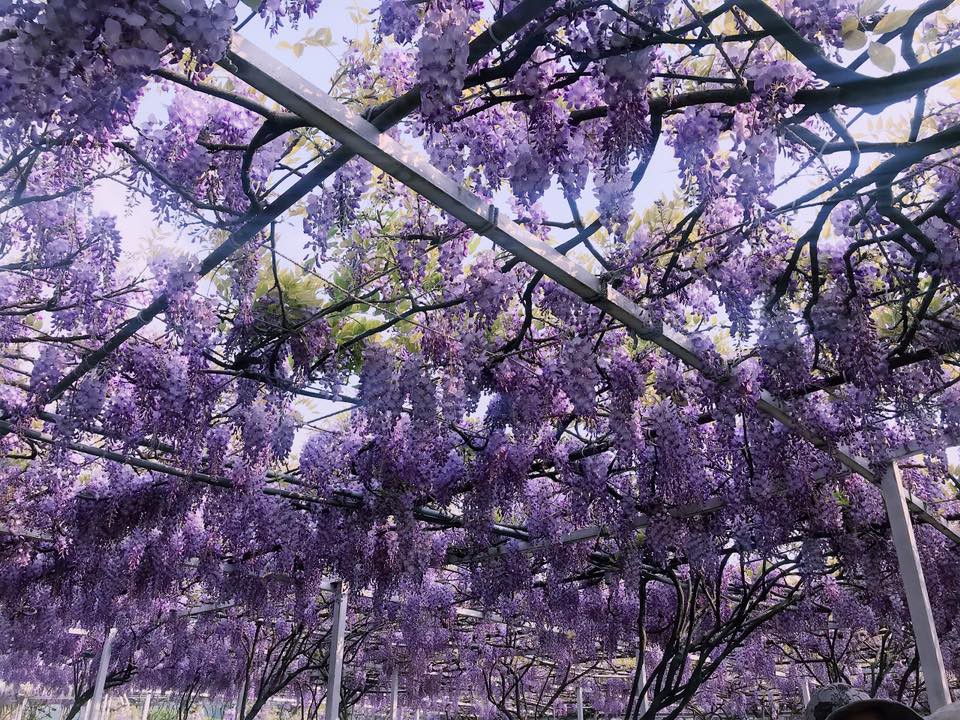 29595299_1674883589260029_6490863334483472527_n