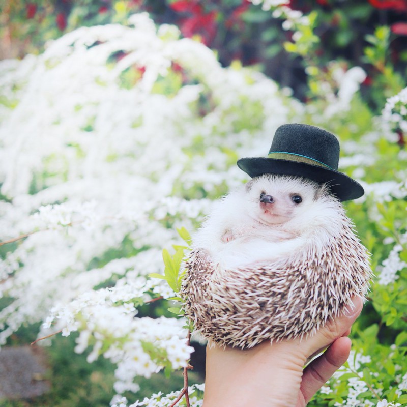 o1080108014161938967