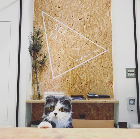 螢幕快照 2018-05-28 下午1.28.23