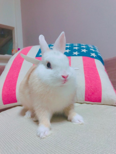 螢幕快照 2018-05-28 下午6.46.40