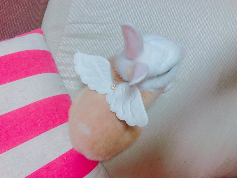 螢幕快照 2018-05-28 下午6.46.48