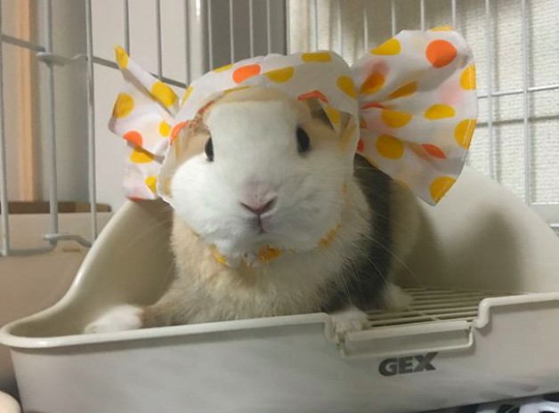 螢幕快照 2018-05-29 上午11.57.10