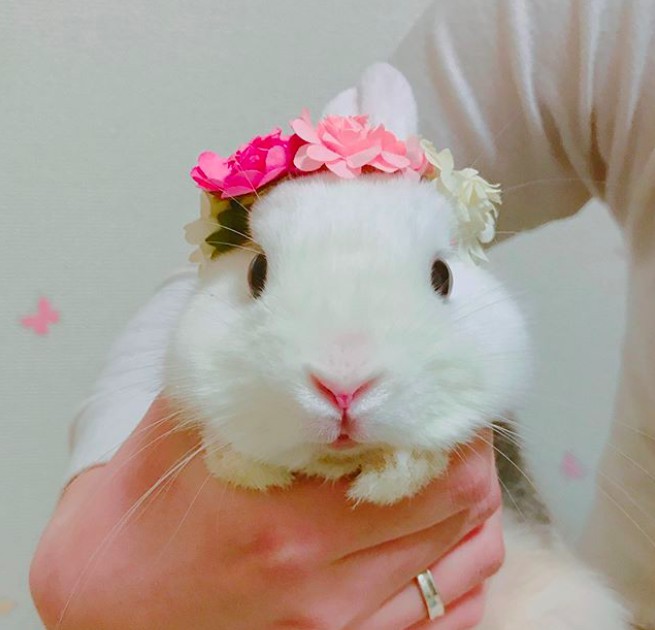 螢幕快照 2018-05-29 下午12.06.56