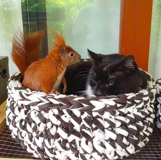 螢幕快照 2018-06-13 下午12.06.19