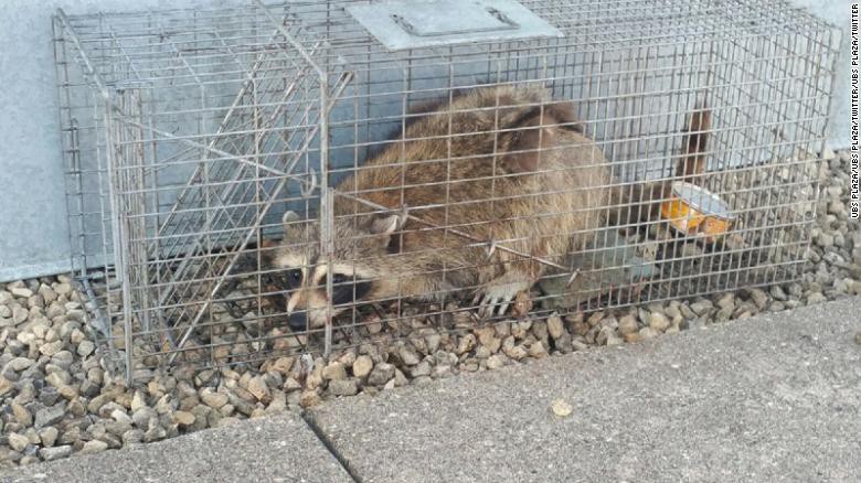 180613142607-03-raccoon-building-minnesota-exlarge-169