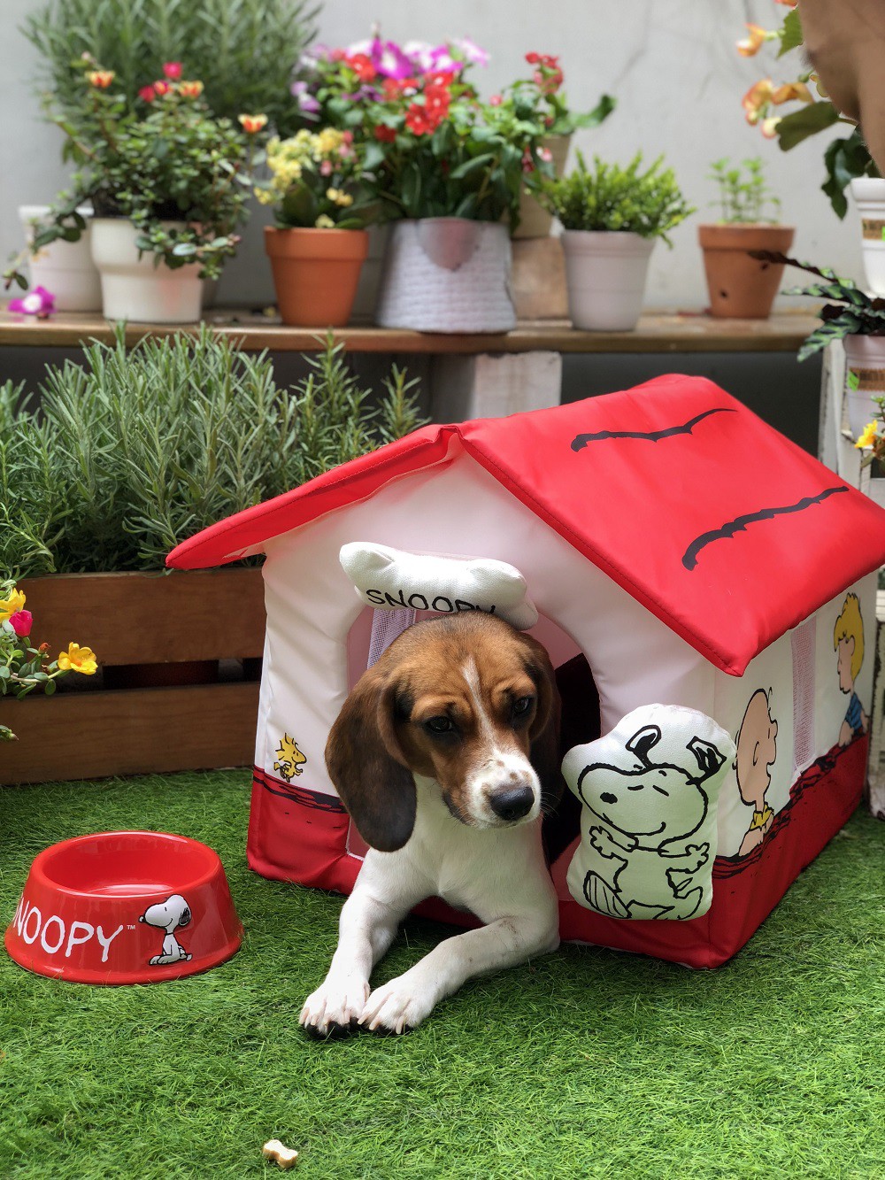 可折疊史努比寵物屋_情境圖