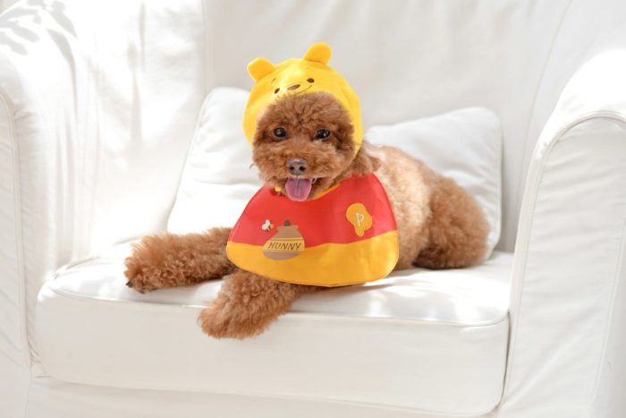 disney-pet-goods-pooh-700x467