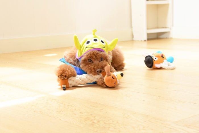 disney-pet-goods-toystory-700x467