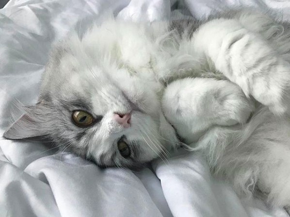 螢幕快照 2018-08-31 下午5.42.15