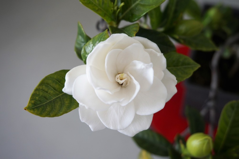 1490487952-2938486152_l