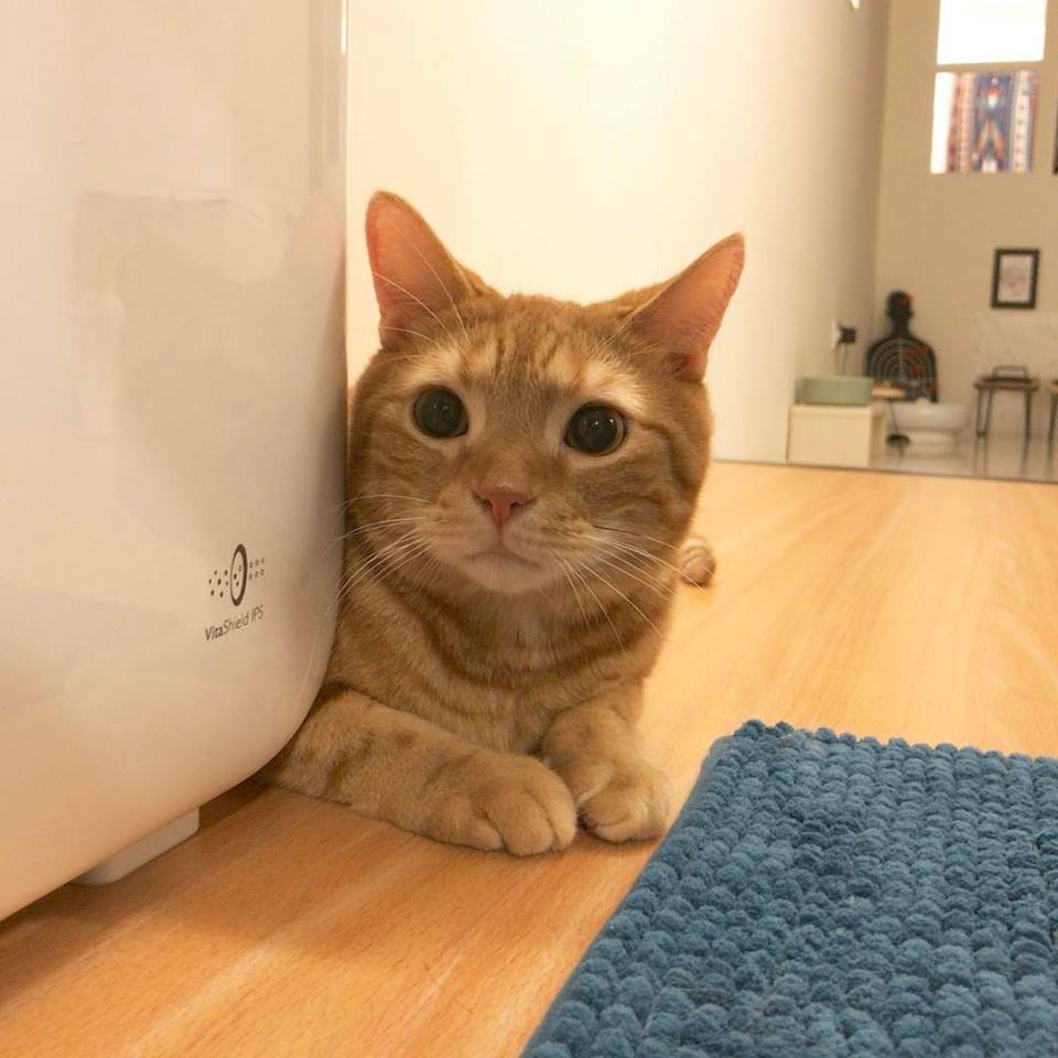 18555940_1736198803073904_4571762095429488575_n