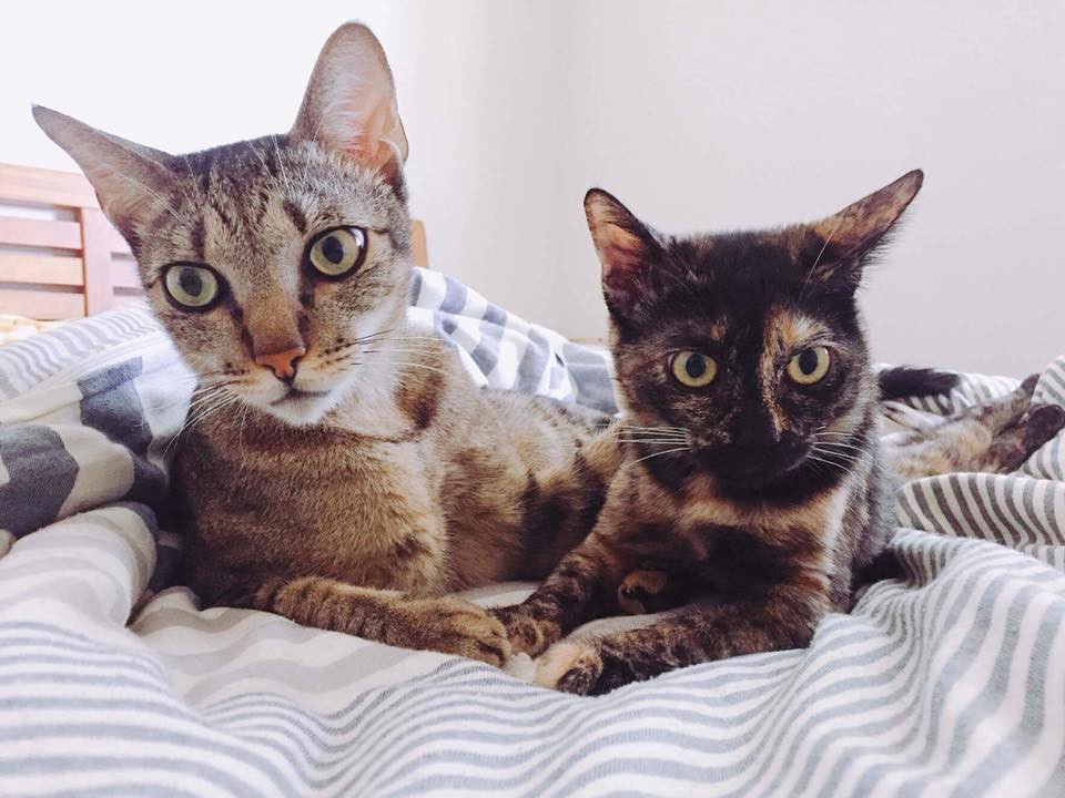 23380117_1493389077405922_9223073963462004856_n