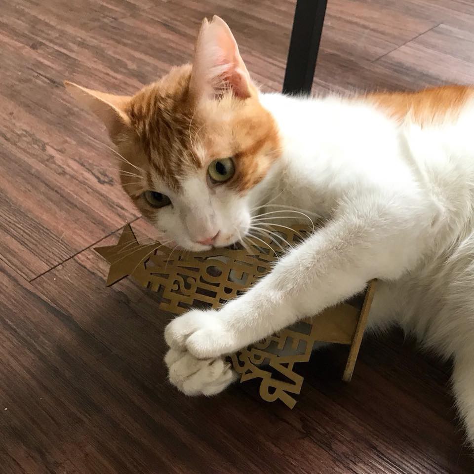 25396087_1529519670459529_1361400001737140245_n