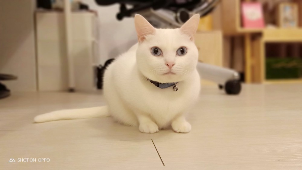 35519847_1862348823808010_7598897315381772288_o