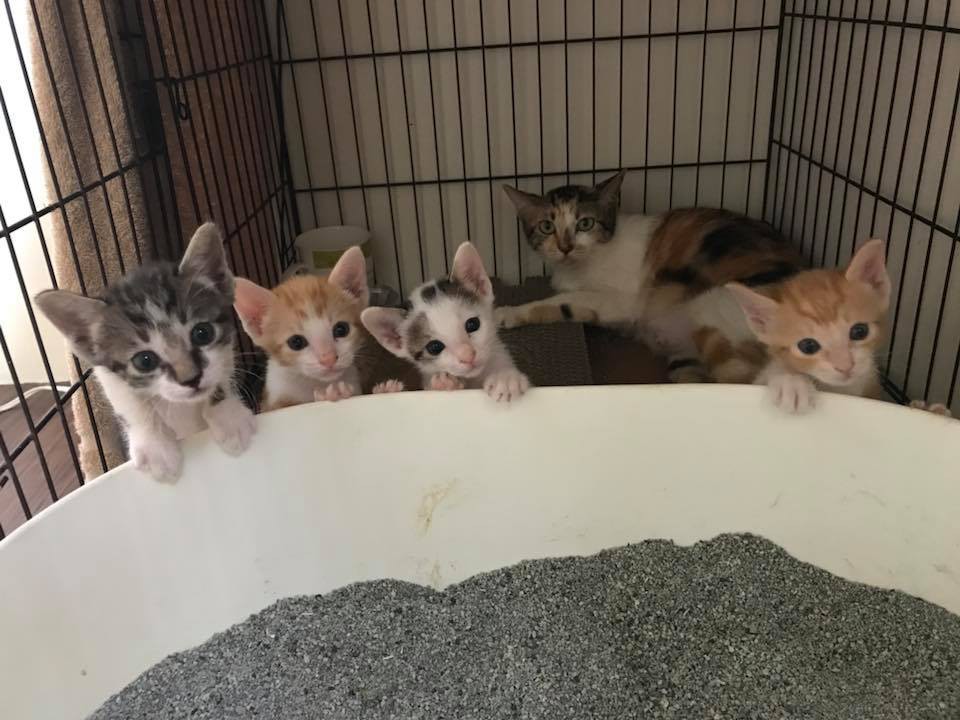 36176766_1723915264353301_3171079439601631232_n