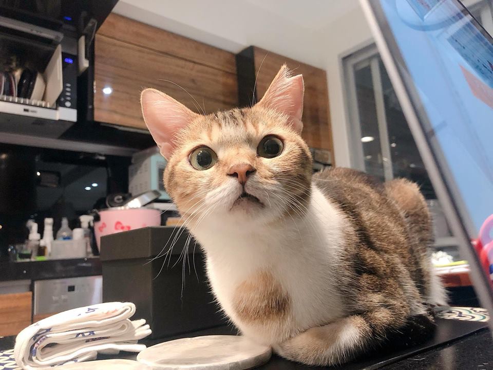 37831504_2162315107384121_62877200226975744_n