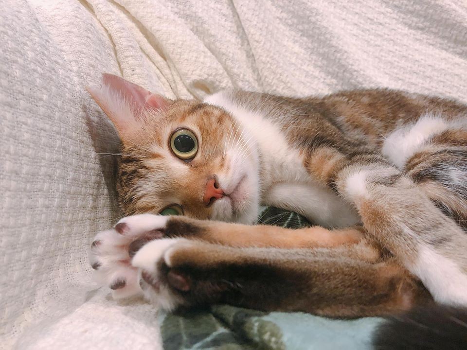 39105185_2184809148468050_7626514474786095104_n