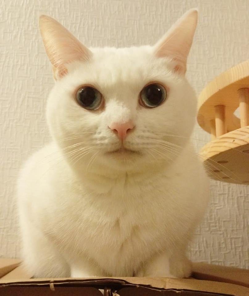 40447015_1984088774967347_19761659924971520_n