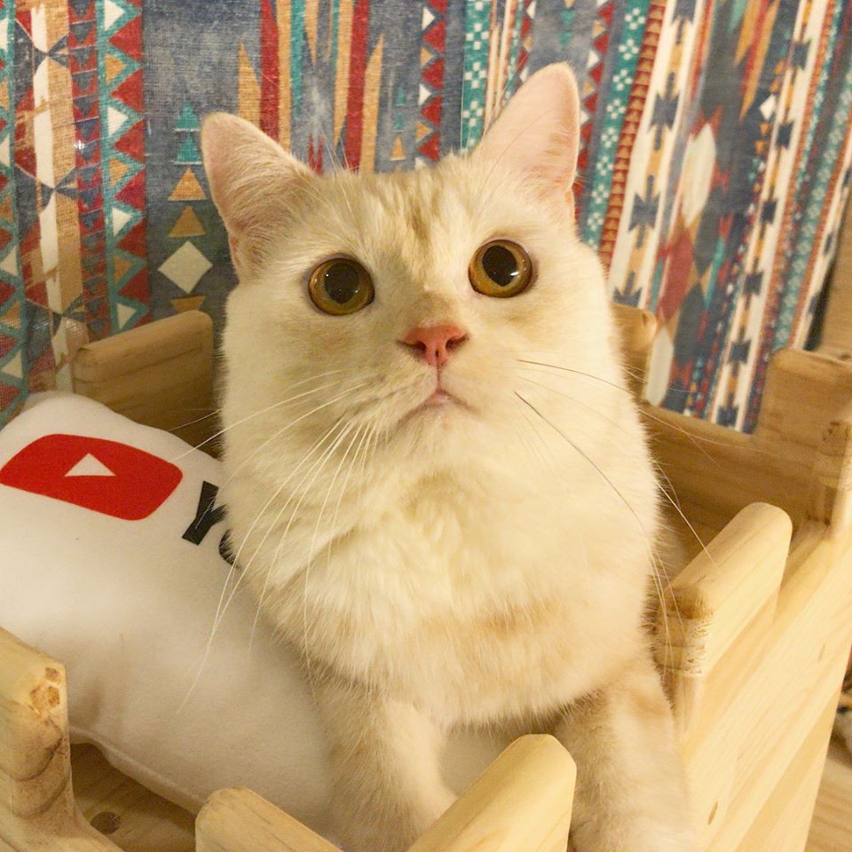 41745368_2344383538922091_4404536485861130240_n