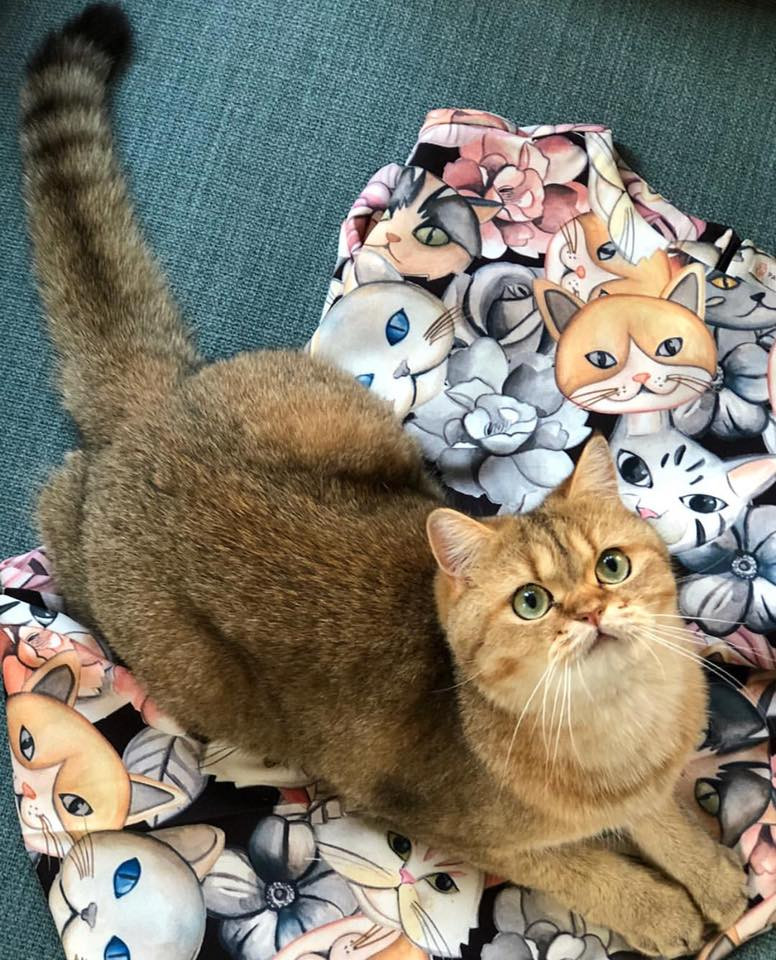 42087293_2213924815316511_4198472265760768000_n