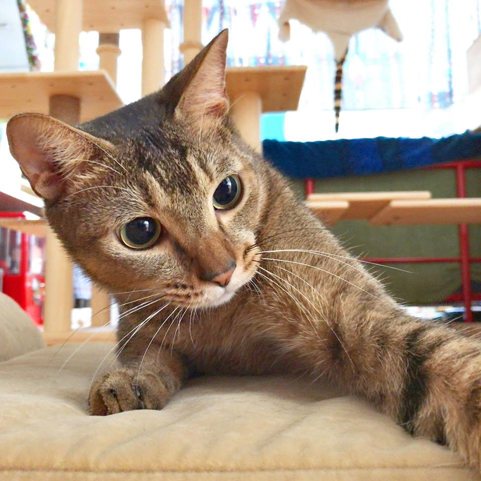 42095916_2350457204981391_5282162123076534272_n