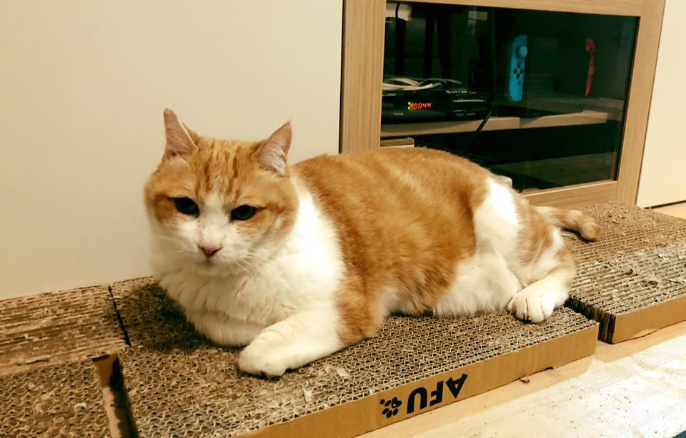 42287618_2317836768245659_9170608445227794432_n