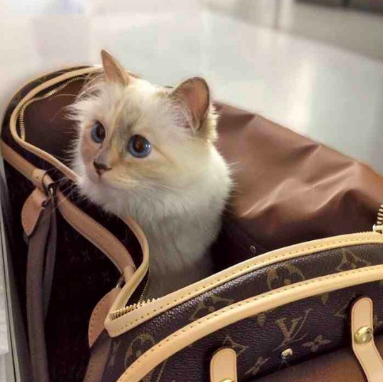 螢幕快照 2019-02-20 下午11.30.48