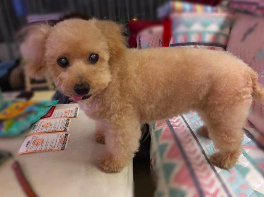 螢幕快照 2019-03-13 下午3.56.06