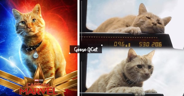 這個週末最熱議的貓「Goose」!《驚奇隊長》愛貓Goose真實身份真的是「喵星人」~圈粉中♡