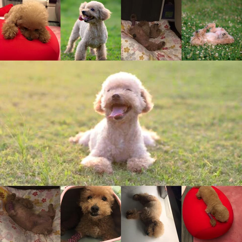 13902711_944683208993144_712740538860744453_n